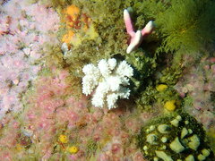 Circularius wilsoni