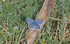 Plebejus argus corsicus