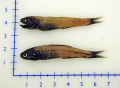 Patchwork Lampfish photo 2