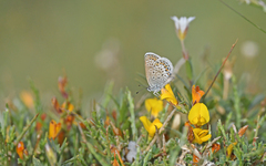 Plebejus argus corsicus