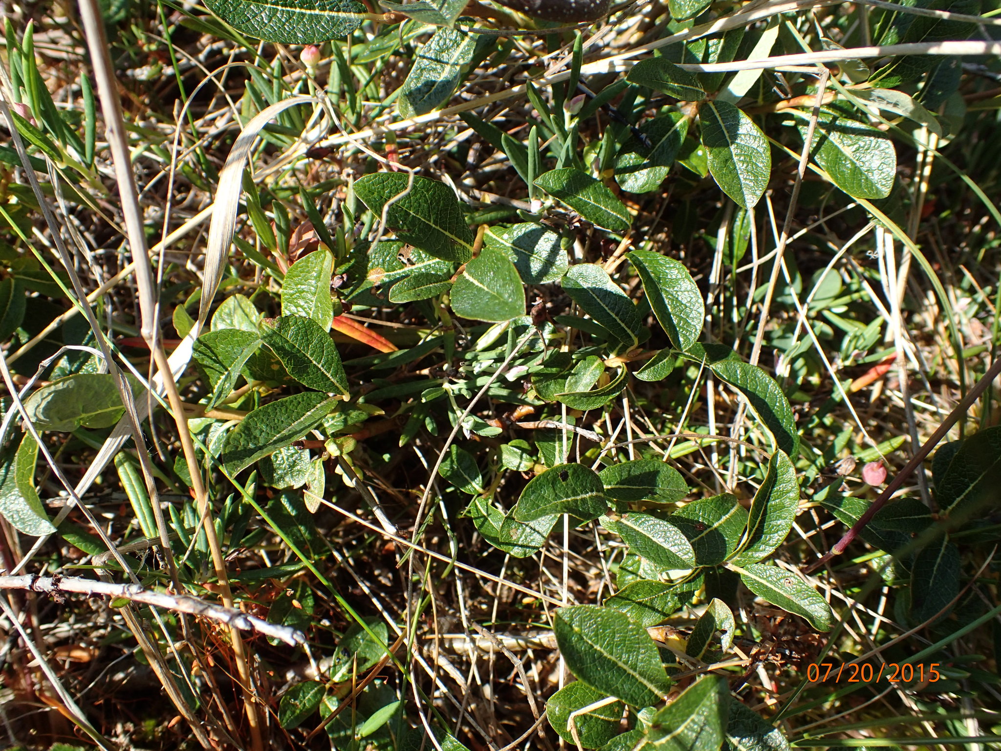 Salix fuscescens
