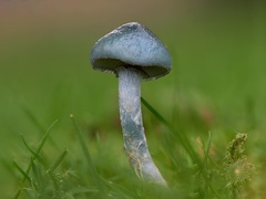 Stropharia pseudocyanea