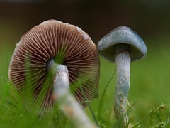 Stropharia pseudocyanea