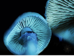 Stropharia pseudocyanea