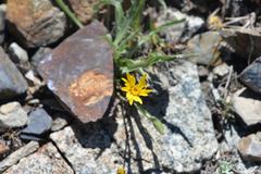 Pyrrocoma apargioides