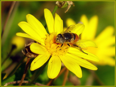 Eristalinus modestus
