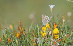 Plebejus argus corsicus