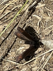 Erebia euryale
