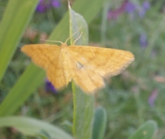 Idaea serpentata