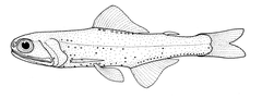 Nichol's Lanternfish photo 2