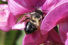 Megachile melanophaea