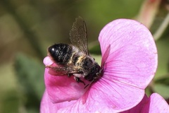 Megachile melanophaea