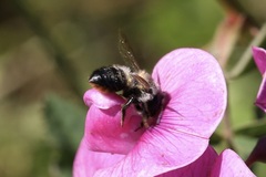Megachile melanophaea