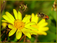 Eristalinus modestus
