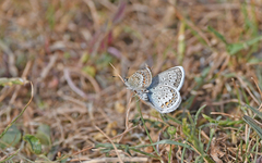 Plebejus argus corsicus
