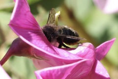 Megachile melanophaea