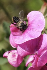 Megachile melanophaea
