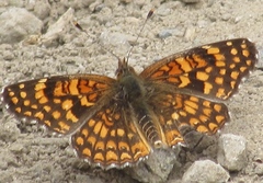 Chlosyne gabbii atrifasciata
