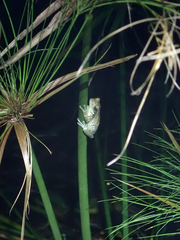 Trachycephalus typhonius