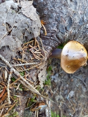 Cortinarius collinitus