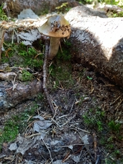 Cortinarius collinitus