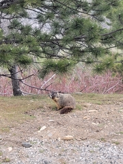 Marmota flaviventris