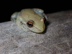 Scinax nasicus