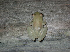 Scinax nasicus