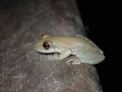 Scinax nasicus