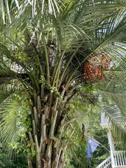 Butia odorata