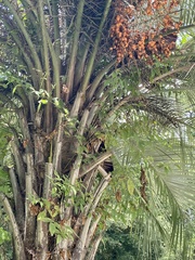 Butia odorata