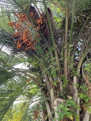 Butia odorata