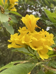 Tecoma castanifolia