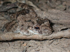 Scinax acuminatus