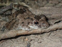 Scinax acuminatus