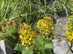 Ligularia sibirica