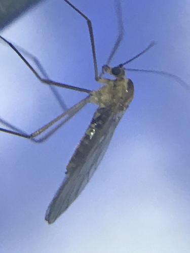 Dixidae