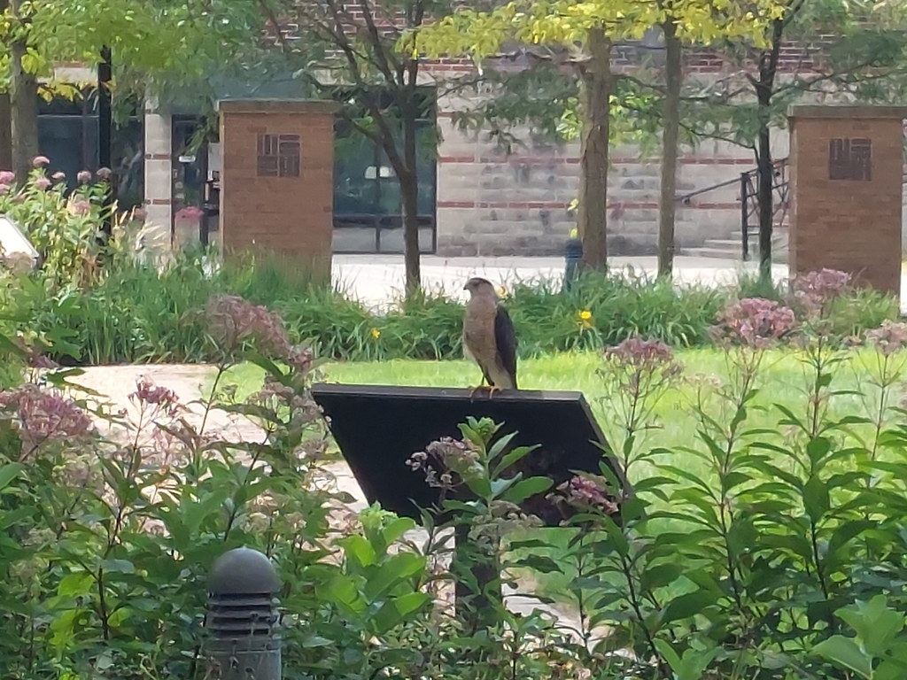 Cooper's Hawk from Mile Square, Indianapolis, IN, USA on July 23, 2022