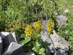 Ligularia sibirica