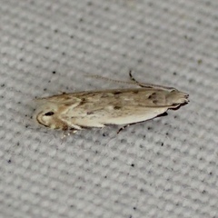 Battaristis nigratomella