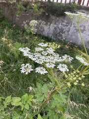 Heracleum moellendorffii