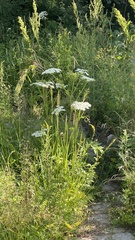 Heracleum moellendorffii
