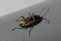 Xanthochilus quadratus