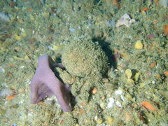 Dromidia aegibotus