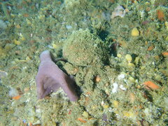 Dromidia aegibotus