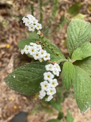 Heliotropium rufipilum