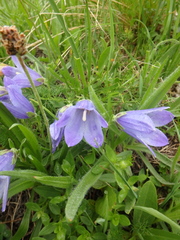 Campanula tridentata
