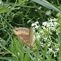 Scotopteryx chenopodiata