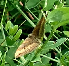 Scotopteryx chenopodiata