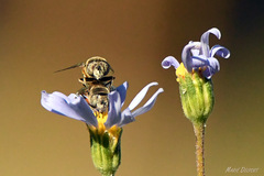 Eristalinus modestus